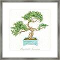 Bonsai Trees - Prostrata Juniper Framed Print