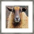 Bored Sheep Look Framed Print