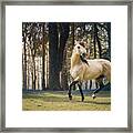 Born To Standout - Horse Art Framed Print