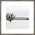 Bosque Fog Framed Print