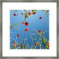 Bottom View Of Red Poppies And Blue Sky Framed Print