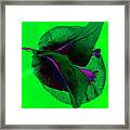 Green Bougainvillea #2 Framed Print