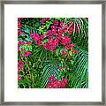 Bougainvillea With Palm Fronds-i Framed Print