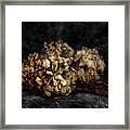 Bouquet Of Dried Hydrangea Flowers Framed Print