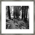 Boyd Park San Rafael Framed Print