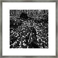 Boyden Xvi Bw Framed Print