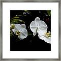 Branch Of White Orchids Framed Print