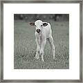 Brand New Texas Longhorn Calf Framed Print