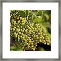 Brazilian Pepper, Aroeira, Rose Pepper Framed Print