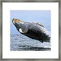 Breaching With Barnacles Framed Print