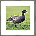 Brent Goose Profile Portrait Framed Print