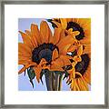 Bright And Beautiful Sunflowers 6 Framed Print