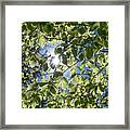 Bright Sun Shines Through Green Leaves Of A Beech Tree Framed Print
