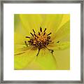 Bright Yellow Daisy Framed Print