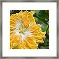 Bright Yellow White Hibiscus Framed Print