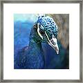 Bronx Peacock Framed Print