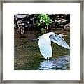 Bronx River Great Egret Framed Print