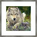 Brother Wolf Framed Print