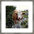 Lady Cow Framed Print