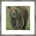 Brown Bear Cps Framed Print