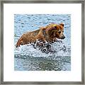 Brown Bear Hunts For Salmon Framed Print