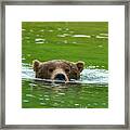 Brown Bear Submerged Be10586 Framed Print
