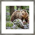 Brown Bear - Ursus Arctus Framed Print