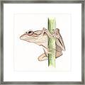 Brown Frog #1 Framed Print