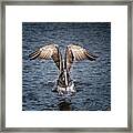 Brown Pelican Airborne Framed Print