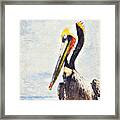 Brown Pelican Framed Print