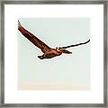 Brown Pelican In Flight 2 Framed Print