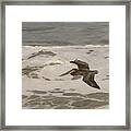 Brown Pelican In Flight Framed Print