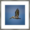 Brown Pelican Looking For Fish Framed Print