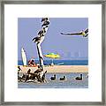 Brown Pelicans At A Beach Near Ventura Framed Print