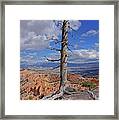 Bryce Canyon National Park - Still Standing Framed Print