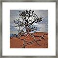 Bryce Canyon National Park - Fighting To Stay Rooted Framed Print