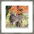 Buck In Autumn Framed Print