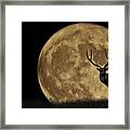 Buck Moon Framed Print