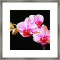 Budding Orchid Framed Print