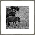 Buffalo Calf At Theodore Roosevelt National Park In North Dakota In Black And White Framed Print