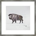 Buffalo In Yellowstone Winter Framed Print