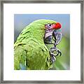 Buffon Macaw Framed Print