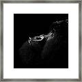 Bukima, Silverback Gorilla Framed Print