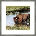 Bull Bison Framed Print