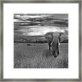 Bull Elephant Framed Print