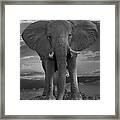 Bull Elephant Framed Print