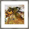 Bull Kelp On Rock Framed Print