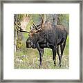 Bull Moose Iiiii Framed Print