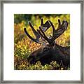 Bull Moose In The Morning Sun Framed Print