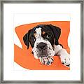 Bulldog Puppy Joy Framed Print